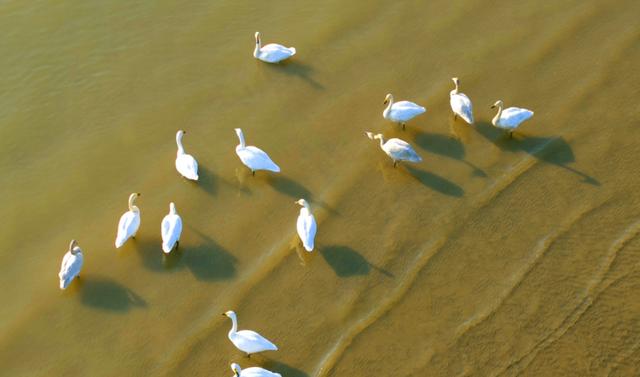 候鸟栖息铁锚洲 十年禁渔成美景
