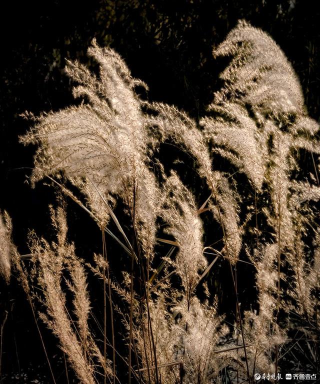 沂河岸边荻花开，如诗如画随风摆