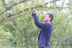 弥勒的他返乡创业种这果！年产值28万元图片