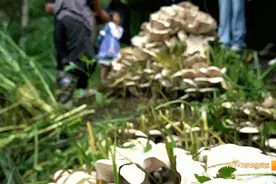 云南的菌子能有多大？这个地方发现直径近1米巨型菌图片