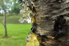 不要采，不要吃！杭州多地出现，很多人都在问！专家紧急提醒→图片