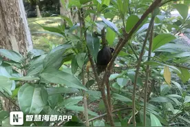 泉州雨后又出现了！紧急提醒：别碰、别抓、别吃图片