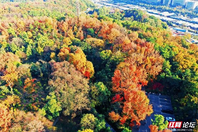 【每日一图@湖南】层林尽染，游人如织，湖南省植物园开启最美“枫”景季