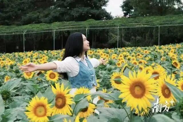 三水的秋天藏在这里！7个必去的研学打卡点，遛娃、学习、赏秋景全不误！