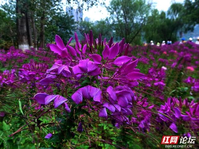 漫步株洲湘江风光带，邂逅醉蝶花海的浪漫