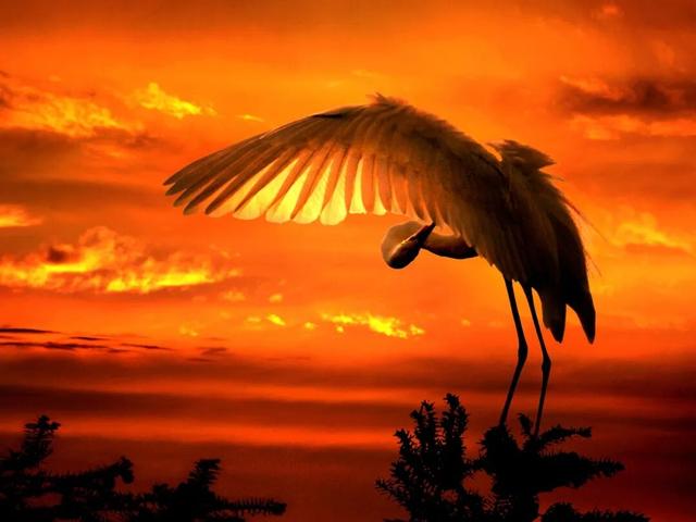 万羽齐飞！鄱阳湖观鸟季拉开序幕