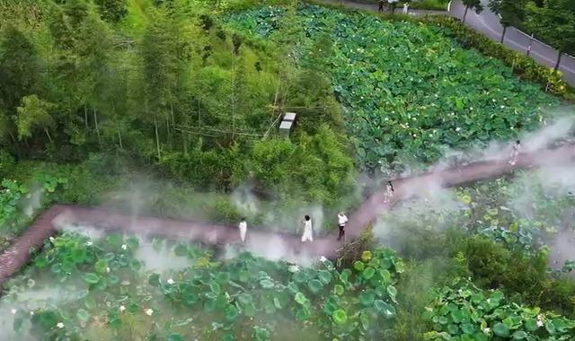 亲“荷”力满分！浙江“荷花经济”绽放暑期新亮点