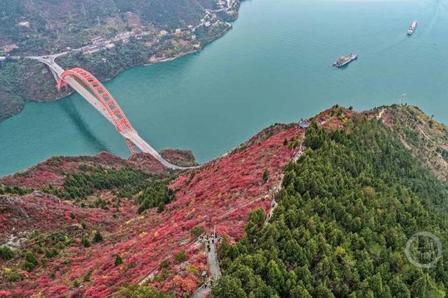 大地“披浓妆” 巫峡红叶进入最佳观赏期