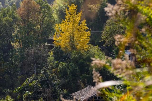 Hi走奉化② | 这条小众赏秋路线，藏有古树群“天花板”！