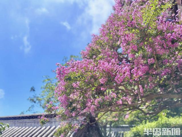崂山明霞洞百年紫薇盛放，古木繁花绘就盛夏画卷