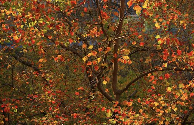 晚潮｜乌桕红时