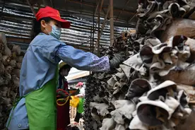海南：食用菌科技小院助农增收图片