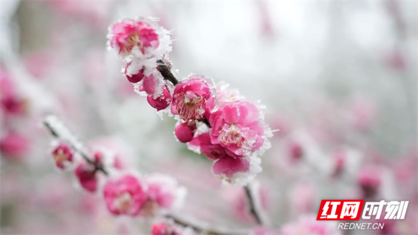 靖州飞山雾凇美如画