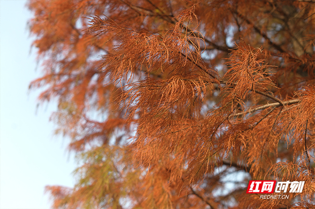 晴暖末班车！株洲神农湖彩叶美景别错过