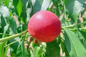 平谷：盛夏桃香飘万里，优新品种抢先尝图片