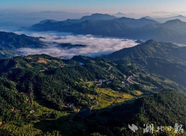蕲春雾云山这幅“稻海云海图”绝了！