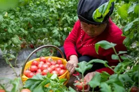 西安高陵区：普罗旺斯西红柿“红火”了咱的好日子图片