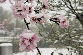 繁花盛开时节还能看到鹅毛大雪！气温直降20℃+，杭州临安又下雪了图片
