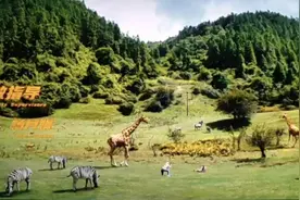 行游WEEKLY｜电影《熊猫计划》取景仙女山，淮扬美食节成都上演图片