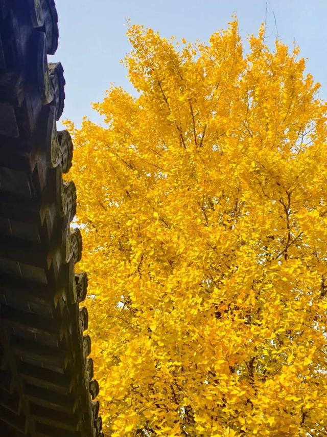 美爆了！南京“番茄炒蛋树”前，挤满了人