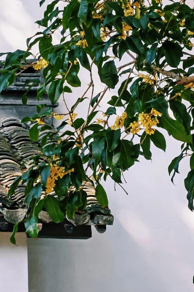 盼了好久的桂花，终于开了！