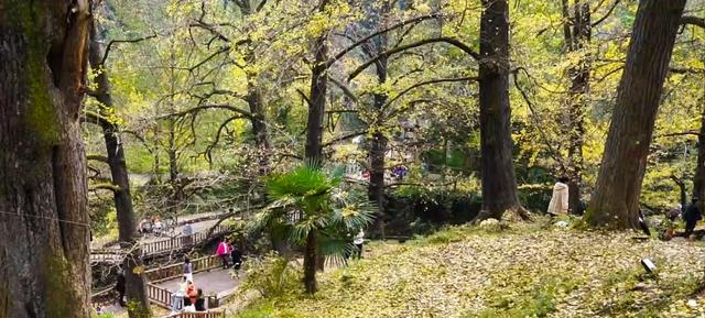 山村尽带黄金甲 古树银杏醉妥乐