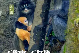 5·22国际生物多样性日｜保护好它们，我们能做什么？图片