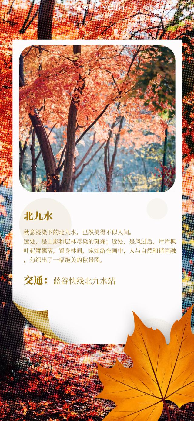 AI长图站｜青岛“枫”景上线！跟着地图，探寻“红叶秘境”