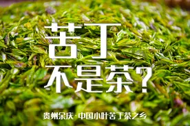 【高质量发展蹲点采访】苦丁不是茶图片