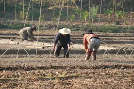 耕耘在春天里——各地抢抓农时开展春耕备耕图片