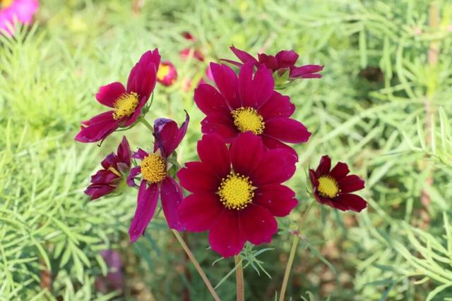 花海绘新卷 幸福满城路——洛江经九路与西环路沿线花海景观扮靓城市空间