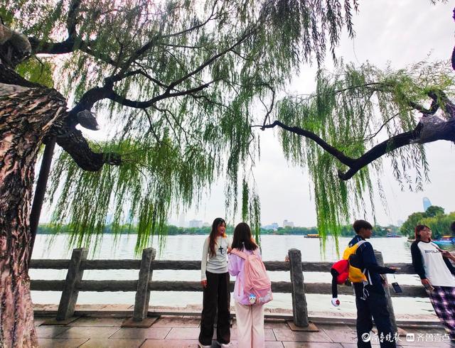 明湖垂柳曼妙多姿，游人如织景致如画