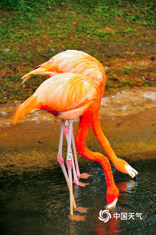 海南澄迈温暖舒适 红树湾湿地公园火烈鸟悠闲自得