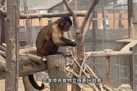果然视频|动物视界89——聪明的黑帽悬猴，智商超群图片