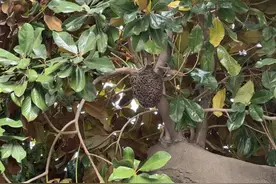 密恐慎入！大量蜜蜂树上抱团，啥情况？图片
