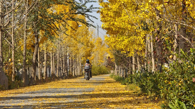 梨韵什川 美丽皋兰！ 第二届“梨园红叶”网络创作采风活动即将开启