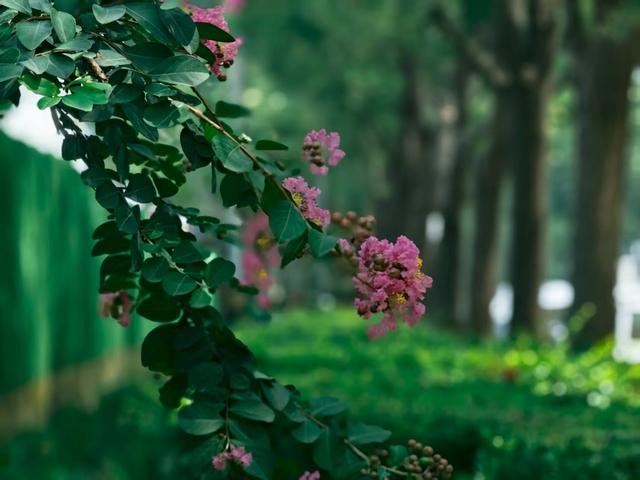 夏花盛放正绚烂