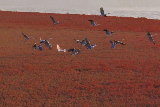 南海新区：天鹅归来鸟儿聚 生态美景入画来