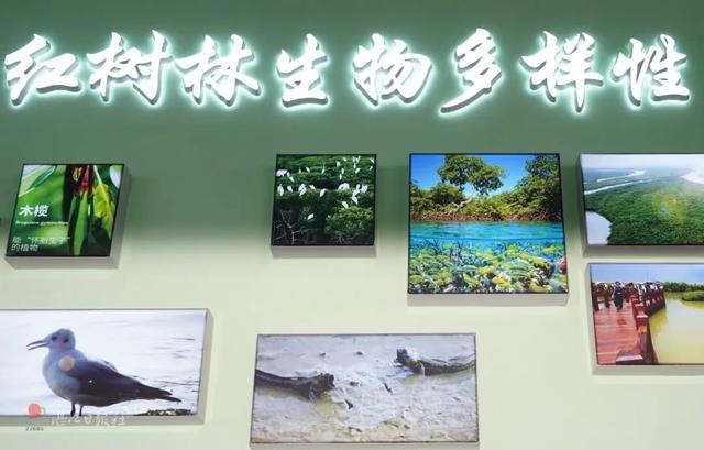 免费！湛江新晋亲海打卡点，超有料！