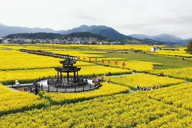 茶陵油菜花开万顷黄，2024株洲市春季乡村文化旅游节启幕图片