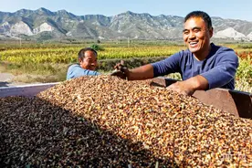 走“晋”乡村看振兴｜火红高梁迎丰收图片