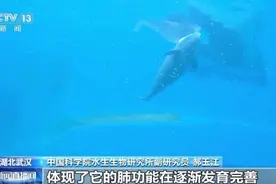 小江豚“满月”！豚妈：食量翻倍图片