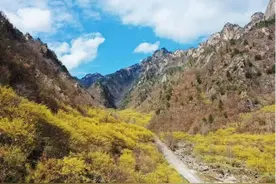 河南西峡：“赏花经济”让美景变“钱景”图片