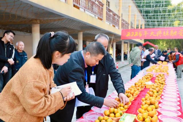 C位出道！大将镇金桔王新鲜出炉！