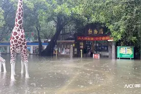 有动物趁大雨出逃？佛山中山公园动物园：没受影响，还未转移图片