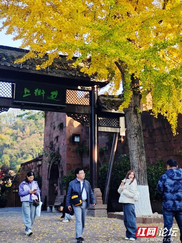 岁暖时刻丨一树金黄一城诗，凤凰的冬日浪漫正悄然绽放