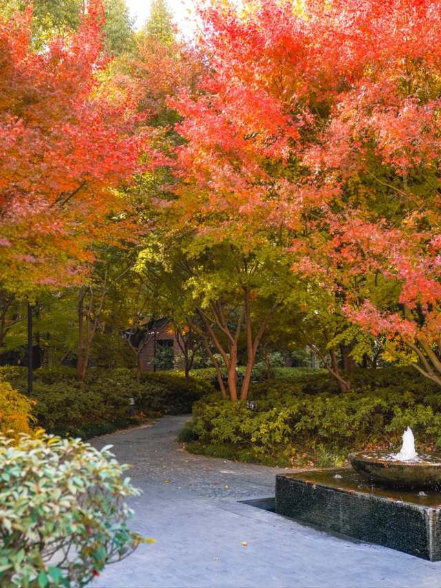 百年银杏+红枫草坪！藏在上海市中心的英式庄园化身现实版秋日童话秘境→