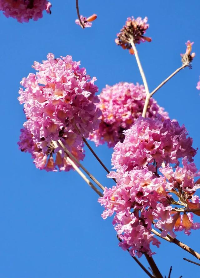 超出片！仙游这个公园，梦幻紫花风铃木盛放！