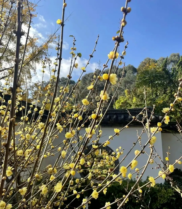 跟着滇超游昆明 | 歪歪歪！有“梅”有人告诉你，黑龙潭的梅花都开好了