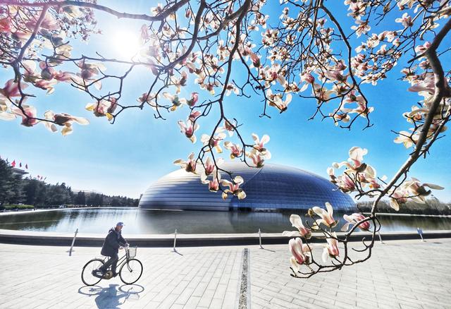 长安街这里绝美！玉兰开在“艺术”里，春光落在碧穹间